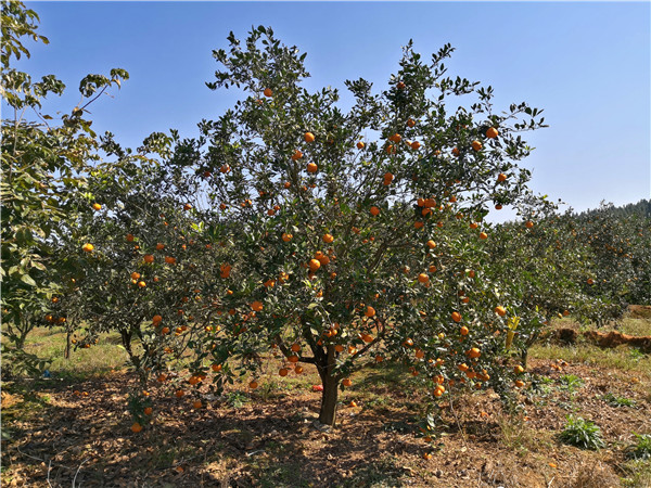 高產(chǎn)柑橘