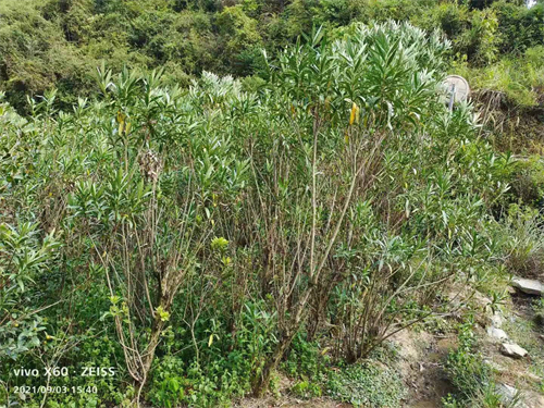 多枝6公分夾竹桃，高4米