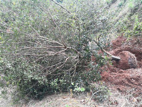 4米冠幅斷根楊梅基地，裝車場景