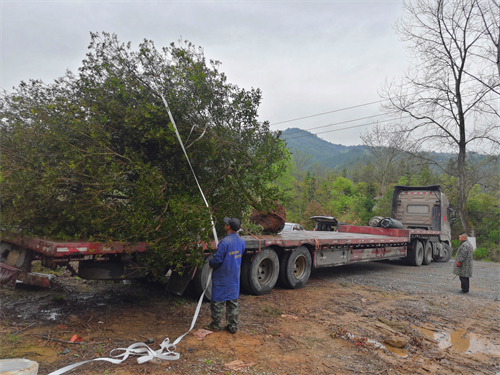 4米冠幅斷根楊梅基地，裝車場景