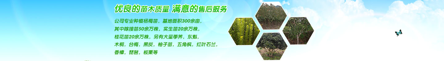 靖州和盈苗木有限公司  3456789公分楊梅樹、嫁接楊梅苗；板栗樹、柚子樹、枇杷樹、金秋梨樹苗、黑老虎、臍橙、柑橘樹苗、桃樹、五角楓、紅楓、大櫻桃樹