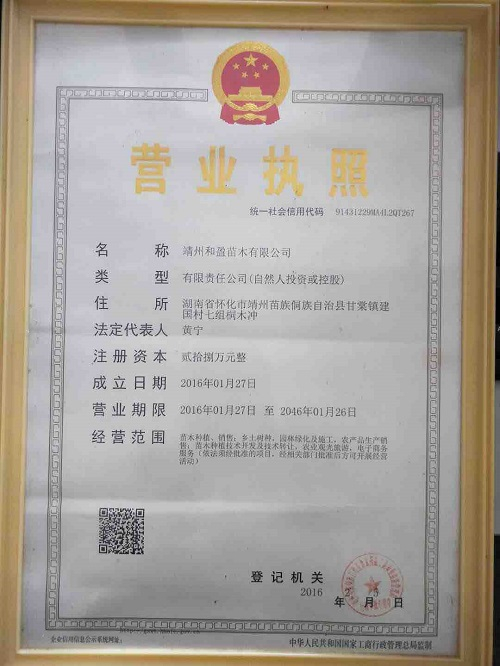 靖州和盈苗木有限公司-靖州縣斷根及移栽楊梅樹苗、桂花樹、柚子樹（黃金貢柚、紅心柚、沙田柚）、黃桃樹、大五星枇杷樹、美國紅楓、紅葉石楠