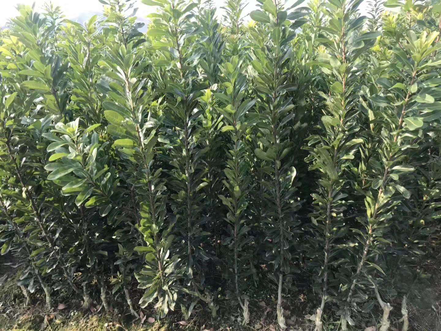 靖州和盈苗木有限公司-靖州縣斷根及移栽楊梅樹苗、桂花樹、柚子樹(黃金貢柚、紅心柚、沙田柚)、黃桃樹、大五星枇杷樹、美國紅楓、紅葉石楠 靖州和盈苗木有限公司-靖州縣斷根及移栽楊梅樹苗、桂花樹、柚子樹(黃金貢柚、紅心柚、沙田柚)、黃桃樹、大五星枇杷樹、美國紅楓、紅葉石楠