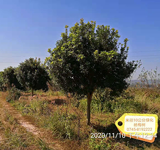 湖南森福木業有限公司,木結構別墅建造及制作,木涼亭建造及制作,木棧道建造及制作 湖南森福木業有限公司,木結構別墅建造及制作,木涼亭建造及制作,木棧道建造及制作