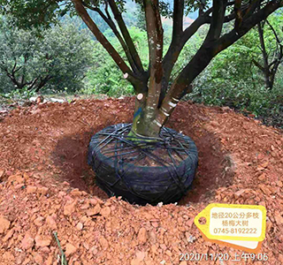 湖南森福木業有限公司,木結構別墅建造及制作,木涼亭建造及制作,木棧道建造及制作 湖南森福木業有限公司,木結構別墅建造及制作,木涼亭建造及制作,木棧道建造及制作