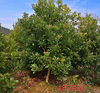 湖南森福木業有限公司,木結構別墅建造及制作,木涼亭建造及制作,木棧道建造及制作 湖南森福木業有限公司,木結構別墅建造及制作,木涼亭建造及制作,木棧道建造及制作