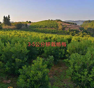 湖南森福木業有限公司,木結構別墅建造及制作,木涼亭建造及制作,木棧道建造及制作 湖南森福木業有限公司,木結構別墅建造及制作,木涼亭建造及制作,木棧道建造及制作