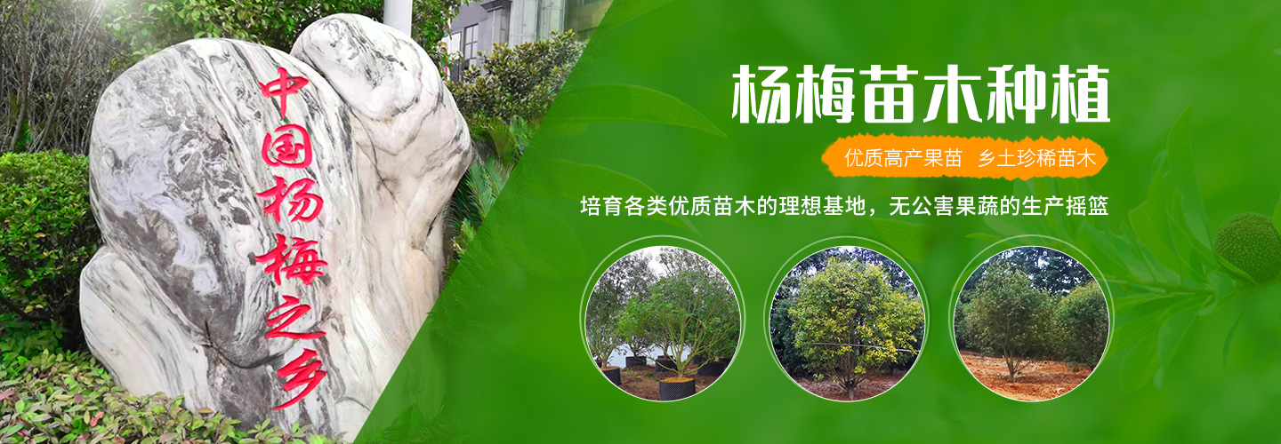 靖州和盈苗木有限公司-靖州縣斷根及移栽楊梅樹苗、桂花樹、柚子樹（黃金貢柚、紅心柚、沙田柚）、黃桃樹、大五星枇杷樹、美國紅楓、紅葉石楠、