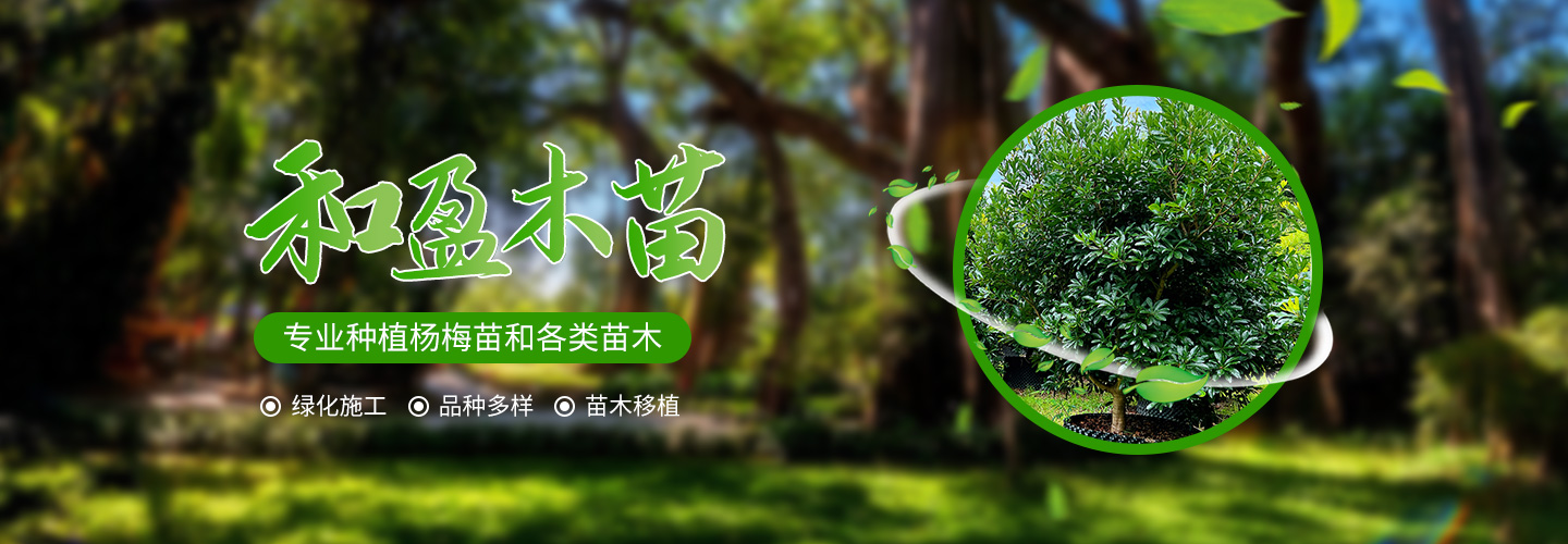靖州和盈苗木有限公司-靖州縣斷根及移栽楊梅樹苗、桂花樹、柚子樹（黃金貢柚、紅心柚、沙田柚）、黃桃樹、大五星枇杷樹、美國紅楓、紅葉石楠、